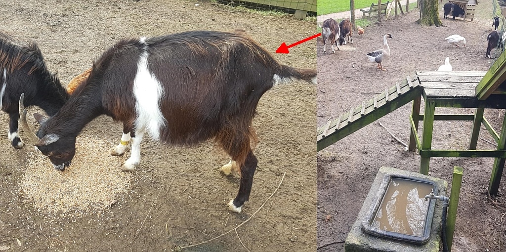 dangers-of-shared-enclosures